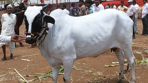 Devani Cow