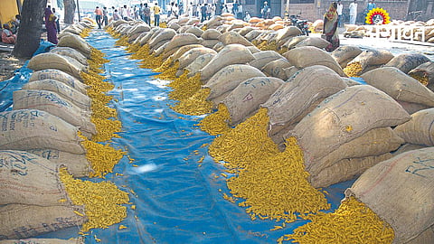 Turmeric Rate 