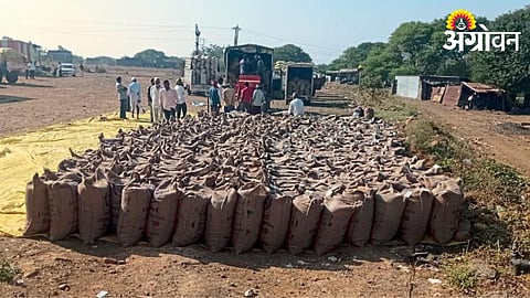 Soybean Market 