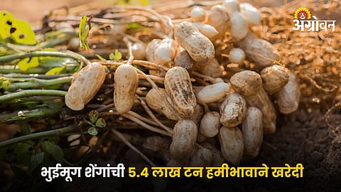 Groundnut