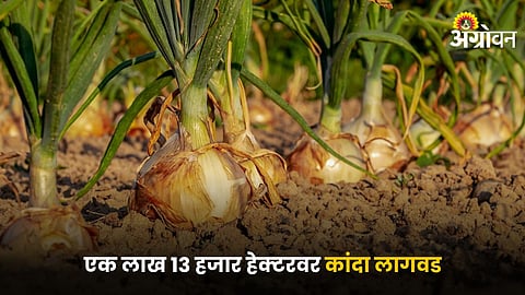 Onion
