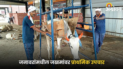 Animal Health