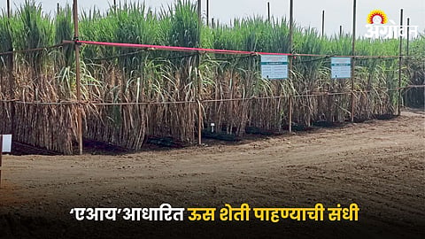 Sugarcane Farming