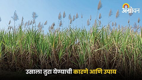 Sugarcane farming