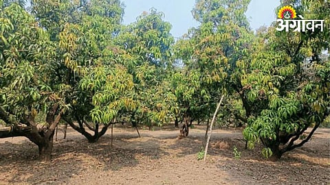Mango Farming