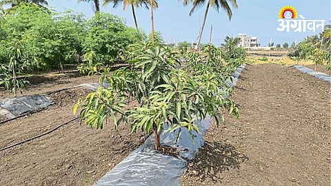 Fruit Crop