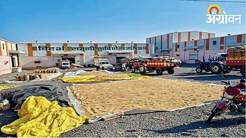 Soybean Market