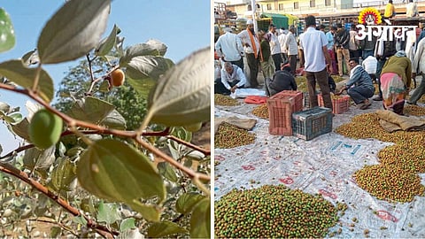 Ber Fruit