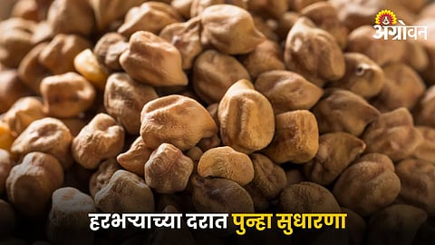 Chana