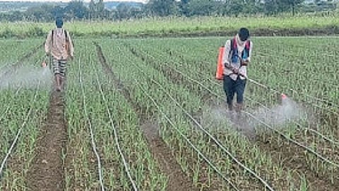 Onion Farming 