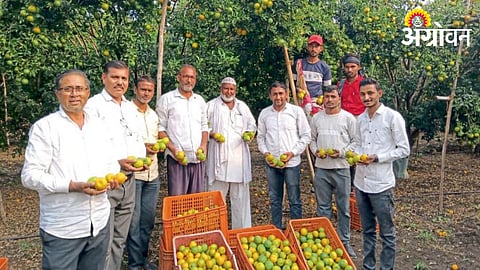 Orange Farming 