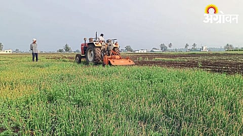 Onion Crop Destroyed 