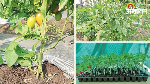 Vegetable Grafting Technology