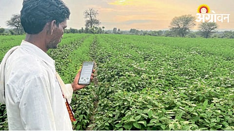 Rabi Season Crop Survey