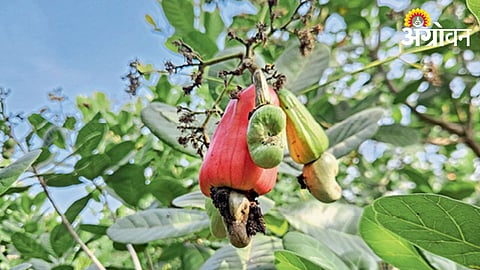 Cashew Crop