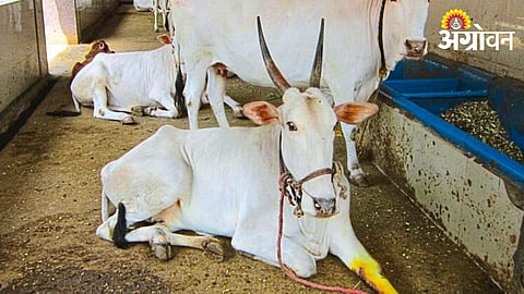 Khilar Cow