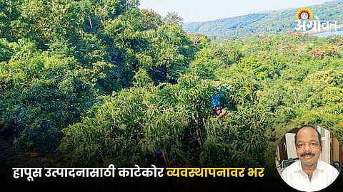 Mango Orchard