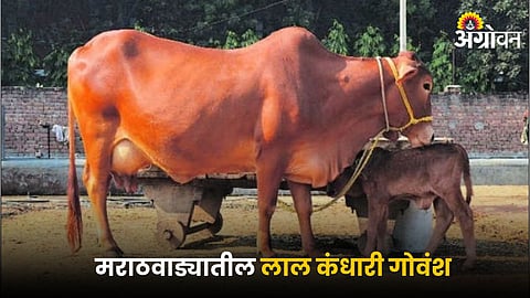 Red Kandhari Cow