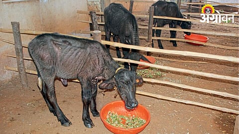 Buffalo Calves 