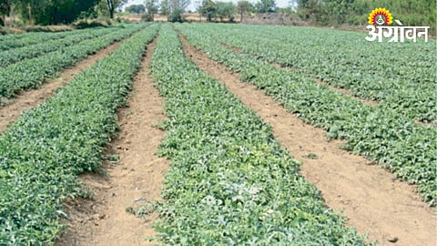 Watermelon Crop