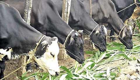 Animals Food Infection
