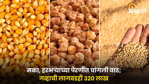 Rabi Season