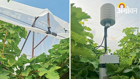 Grape Crop Cover