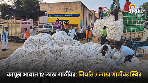 Cotton Market