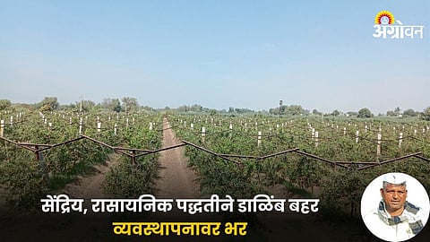 Pomegranate Farming