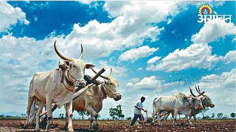 Inter Cultivation Maharashtra 