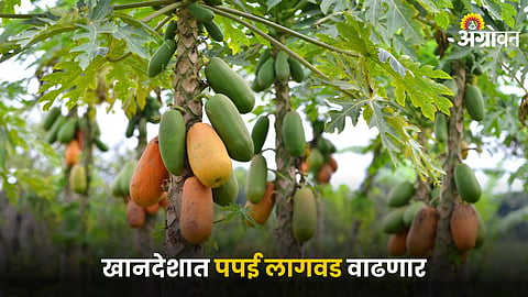 Papaya
