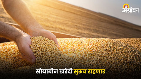 Soybean