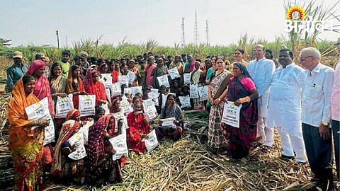 Women Sugarcane Cutter Labor 