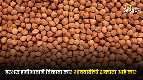 Chana