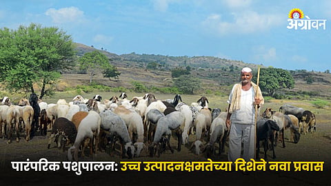 Animal Husbandry