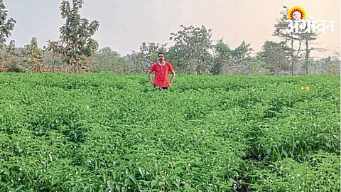 Chili Farming 