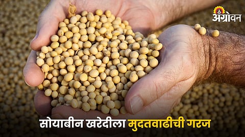 Soybean