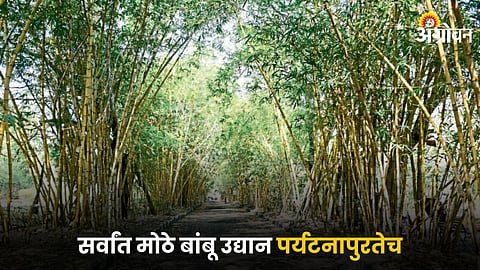 Bamboo Park