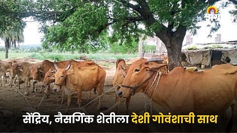 Desi Cow