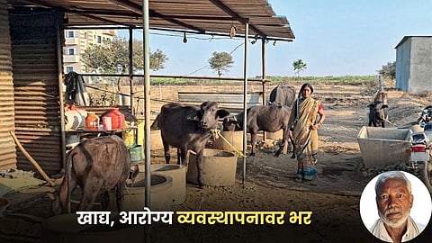 Buffalo Farming
