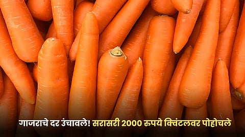 Carrot