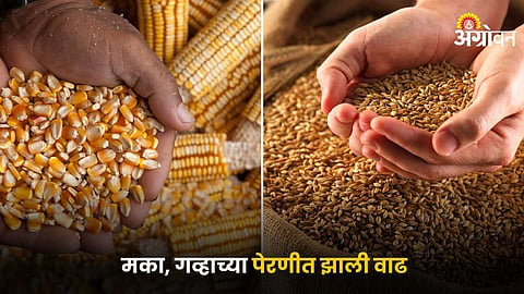 Maize and Wheat 
