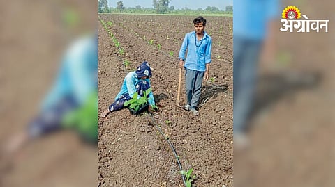 Banana Cultivation