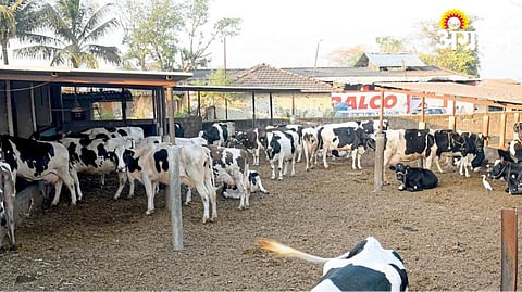 Cow Shed 
