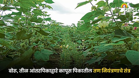 Cotton Crop
