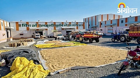 Soybean Market