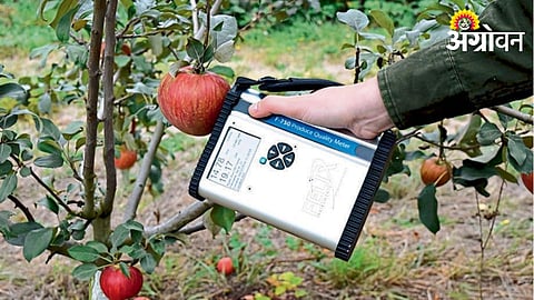 Apple Crop