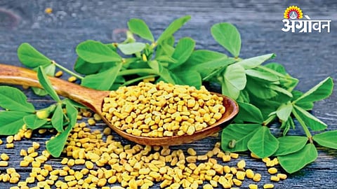 Methi Benefits 