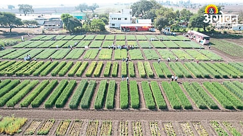 Crop Variety 