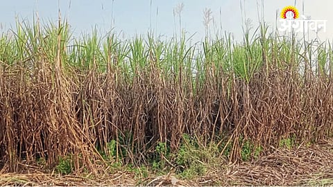Sugarcane Crop 